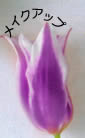ᥤå